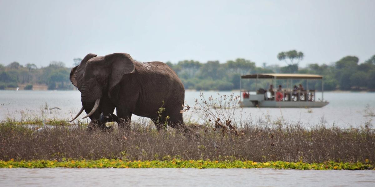 2 Days Luxury Selous Safari Tour