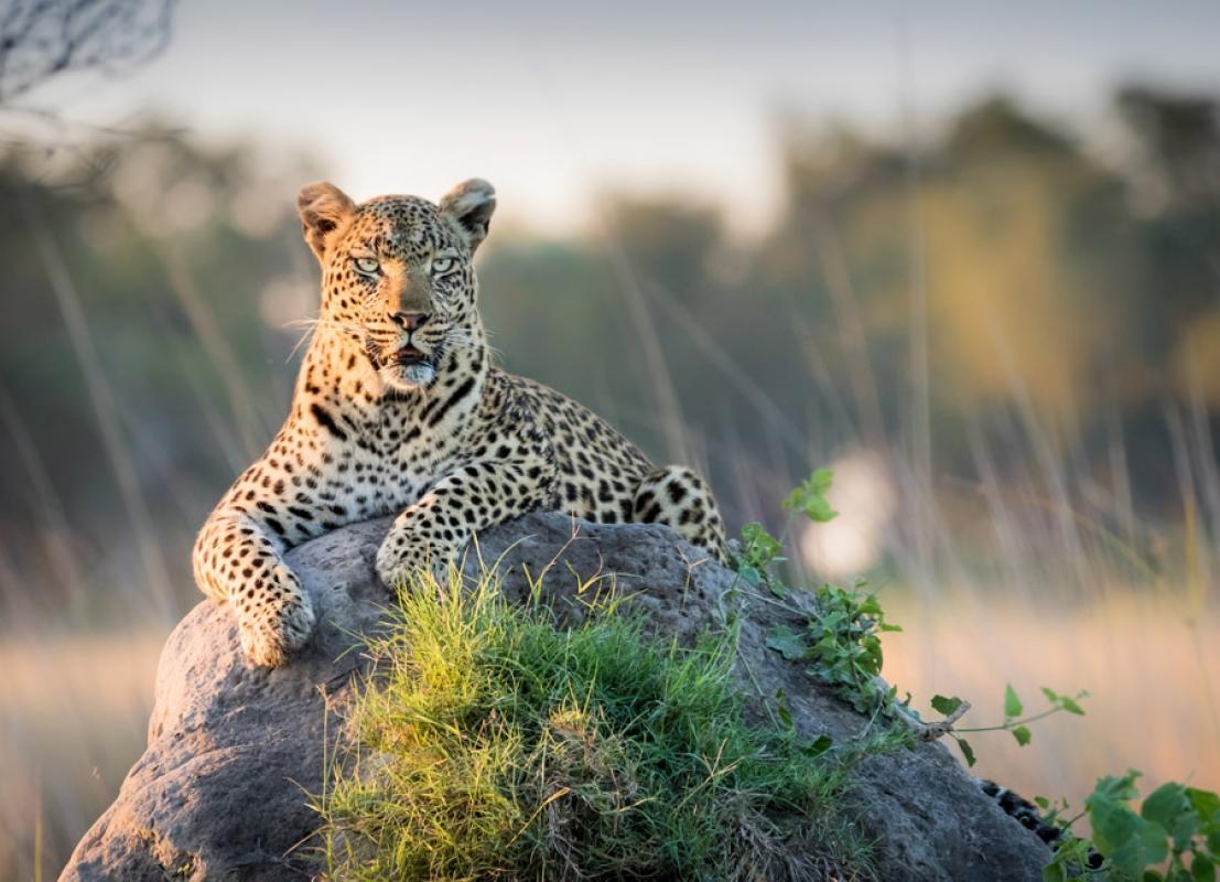 4 Day Tanzania Safari Tour Mikumi Selous Game Drive and Boat Safari