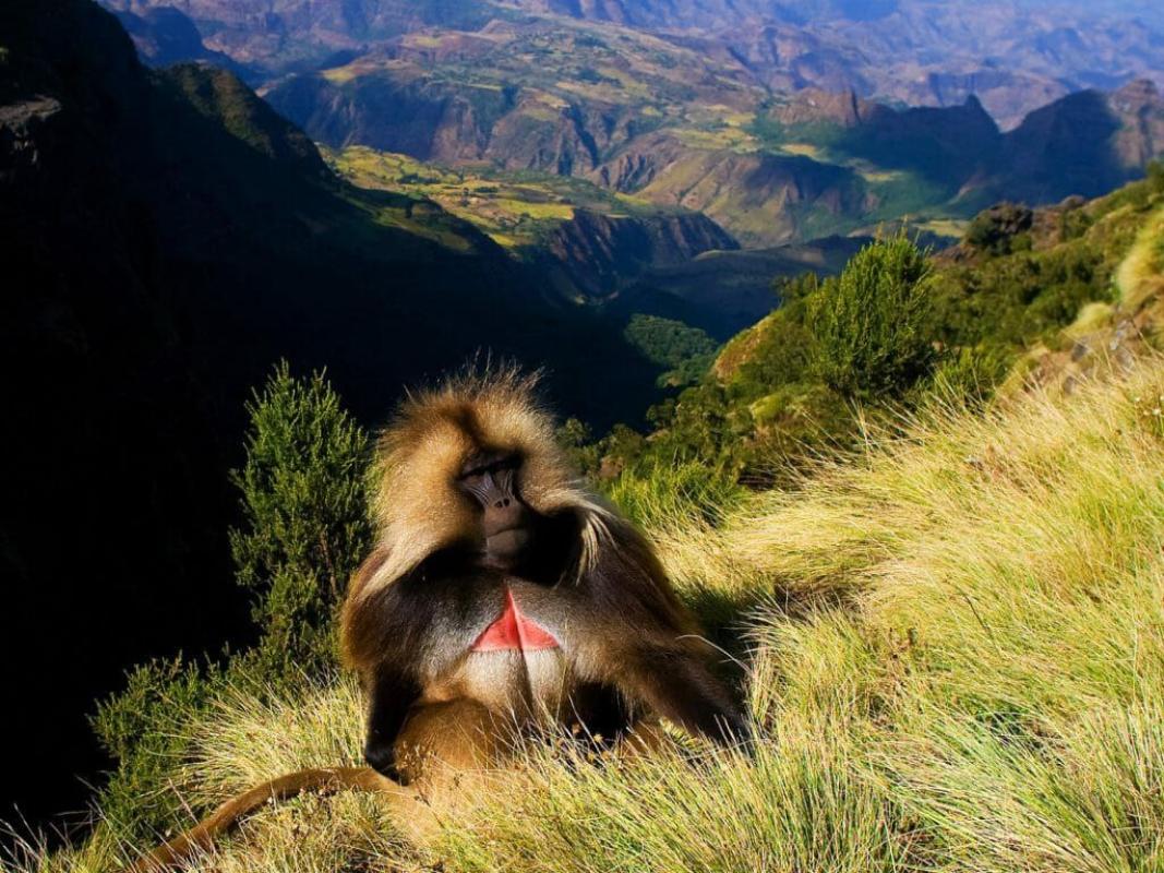 6-Day Simien Mountains Expedition: Majestic Peaks & Untamed Wilderness