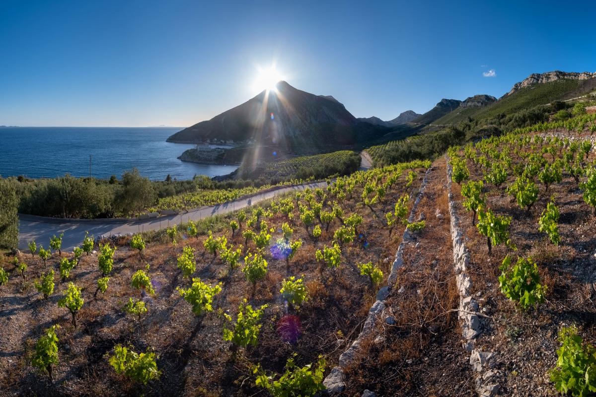 Discover Pelješac Peninsula - A Wine Tour (Small Groups)