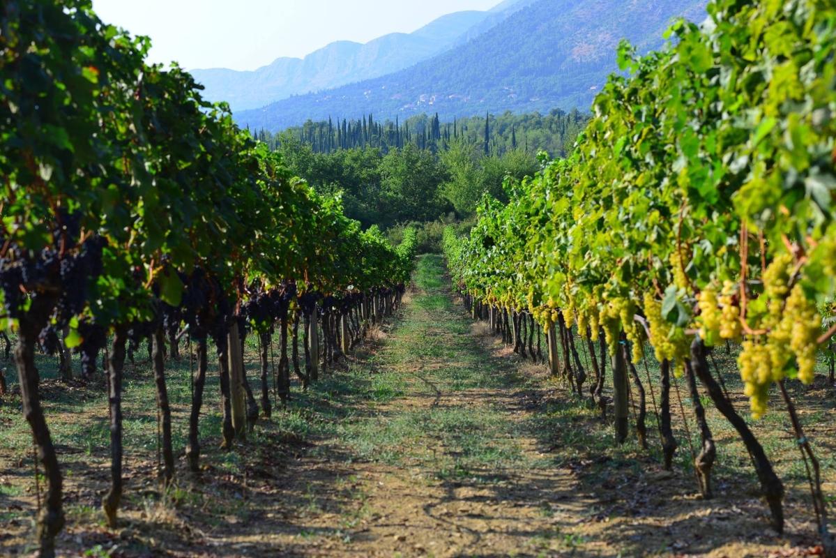 From Dubrovnik: Private Pelješac Wine Region and Ston Tour