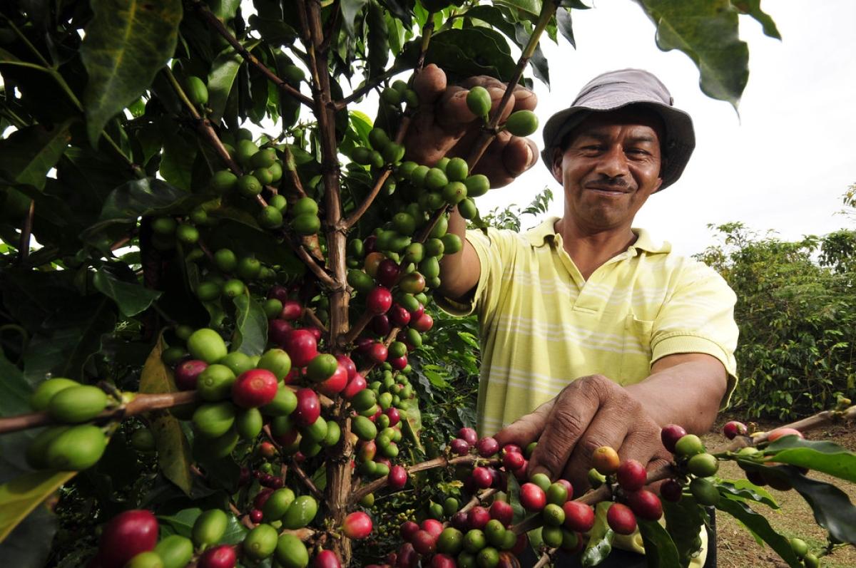 12 Days in Colombia - Andean Aroma: A Coffee Axis Adventure