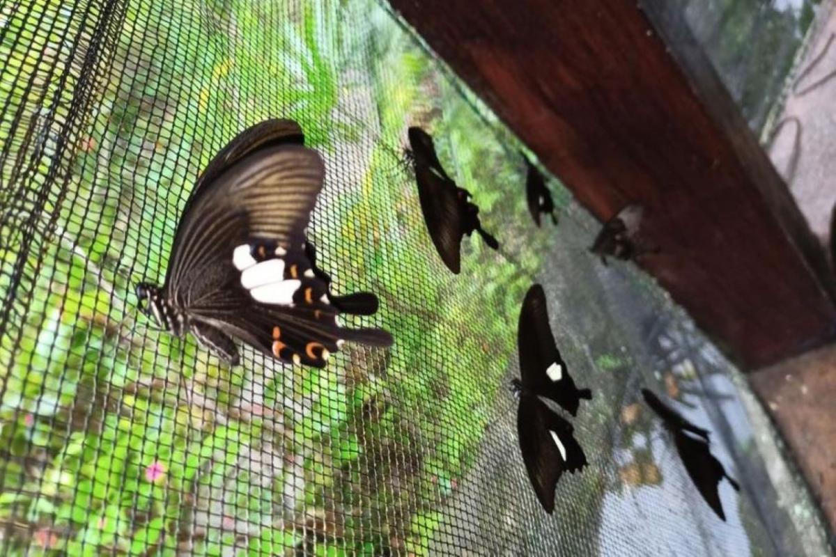 Private Tour in Jatiluwih Terraces and Butterfly Park