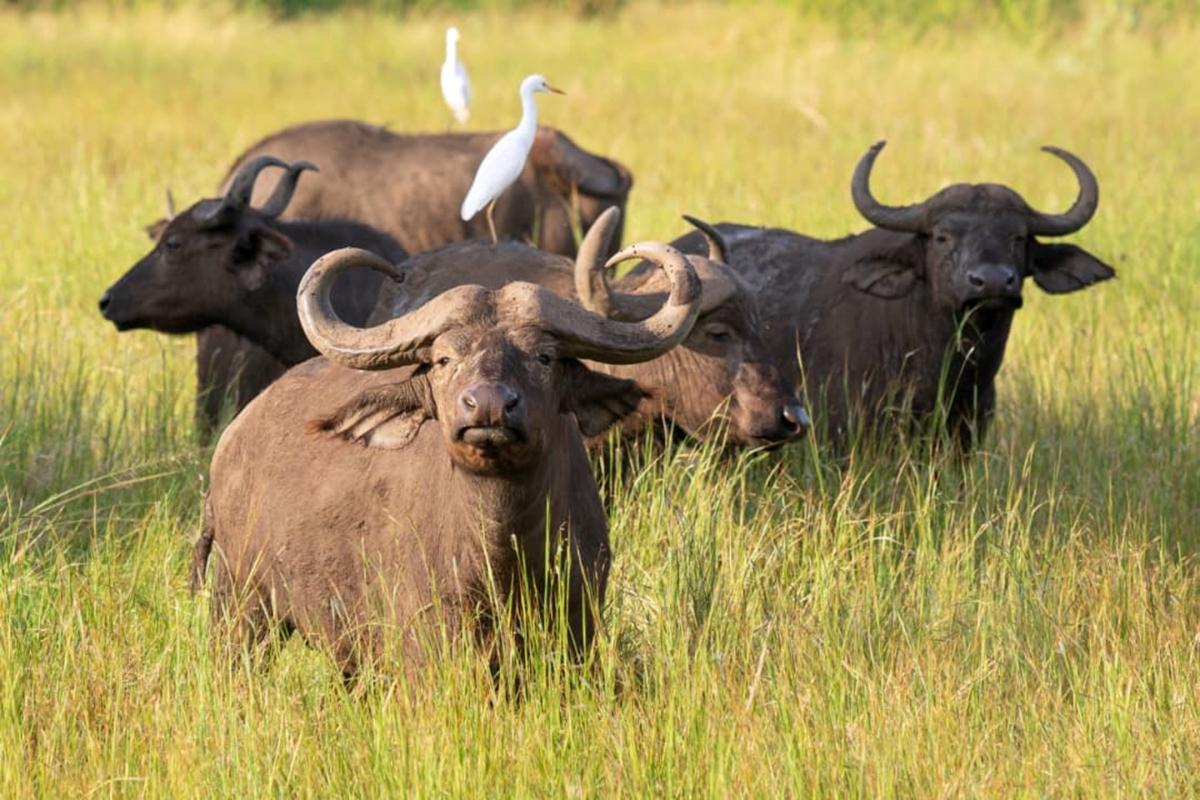 8 Days of Drums, Falls & Lake Horizons