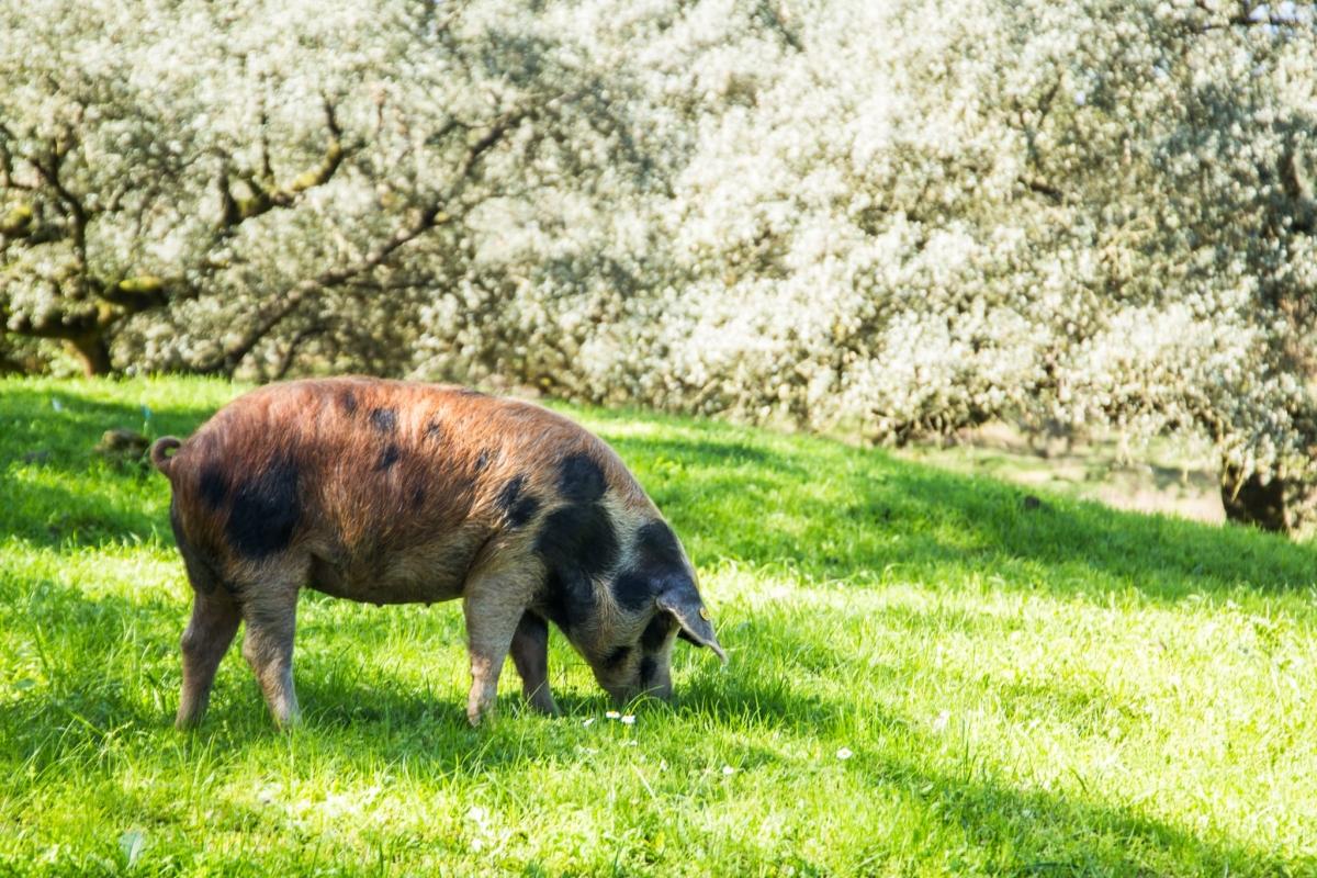 Dehesa pig farm and iberian tasting day trip Dehesa pig farm and iberian tasting day trip