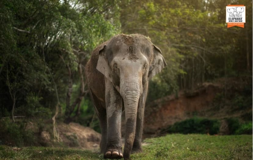Elephant Jungle Sanctuary Chiang Mai - Watch Me Tour 3