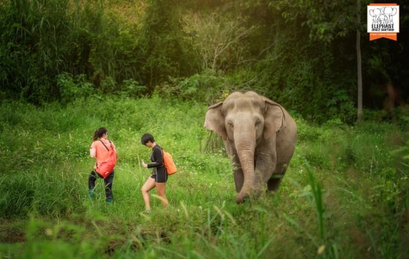 Elephant Jungle Sanctuary Chiang Mai - Walk With Elephant 4