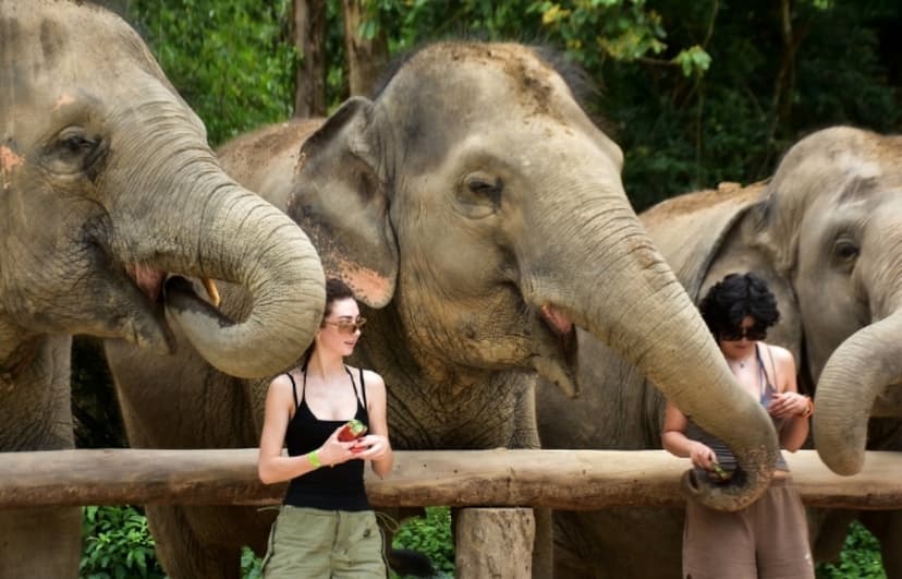 One day walk with Elephant Sanctuary Samui 2