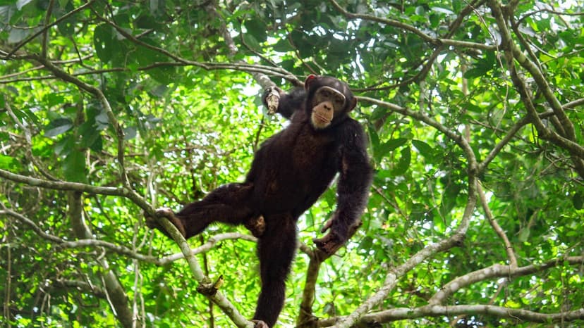 Nimba Two-Day Discovery Expedition 2