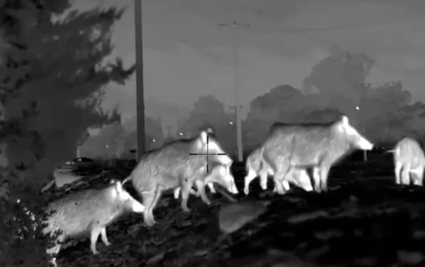Giant Tusker Wild Boar Night Stand Hunt – 5 Days 2