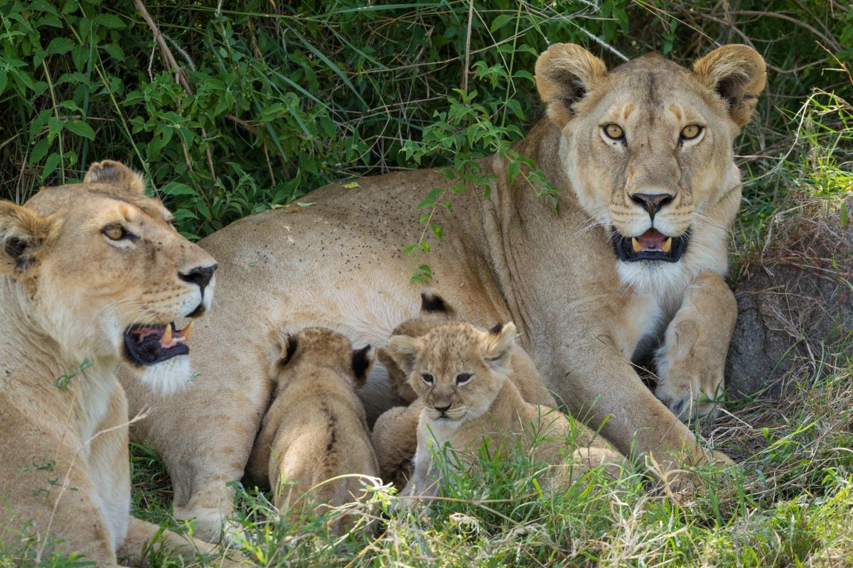 Tanzania Safari - Tarangire, Serengeti, and Ngorongoro Crater (4-Day)