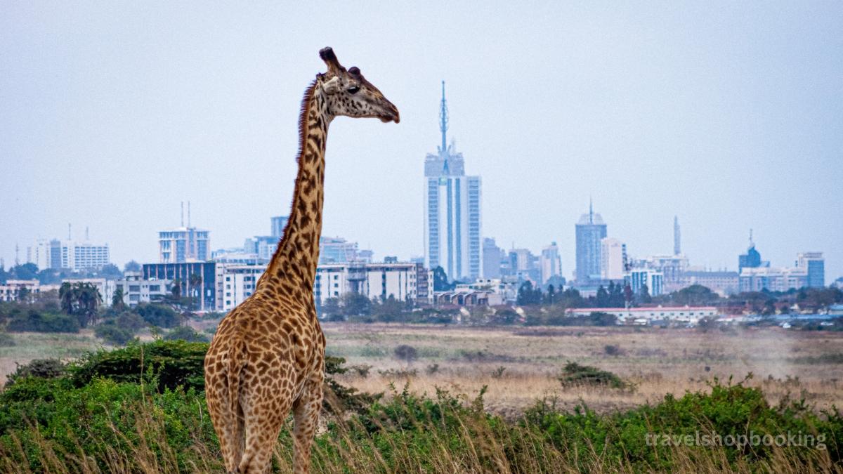 8 Days Flying wildlife & Beach Safari