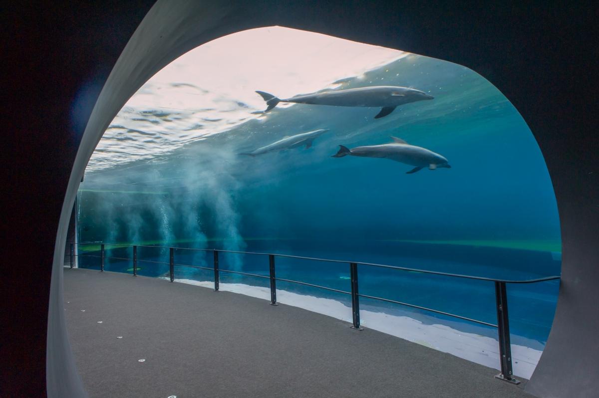 Aquarium of Genoa and Fantacinema