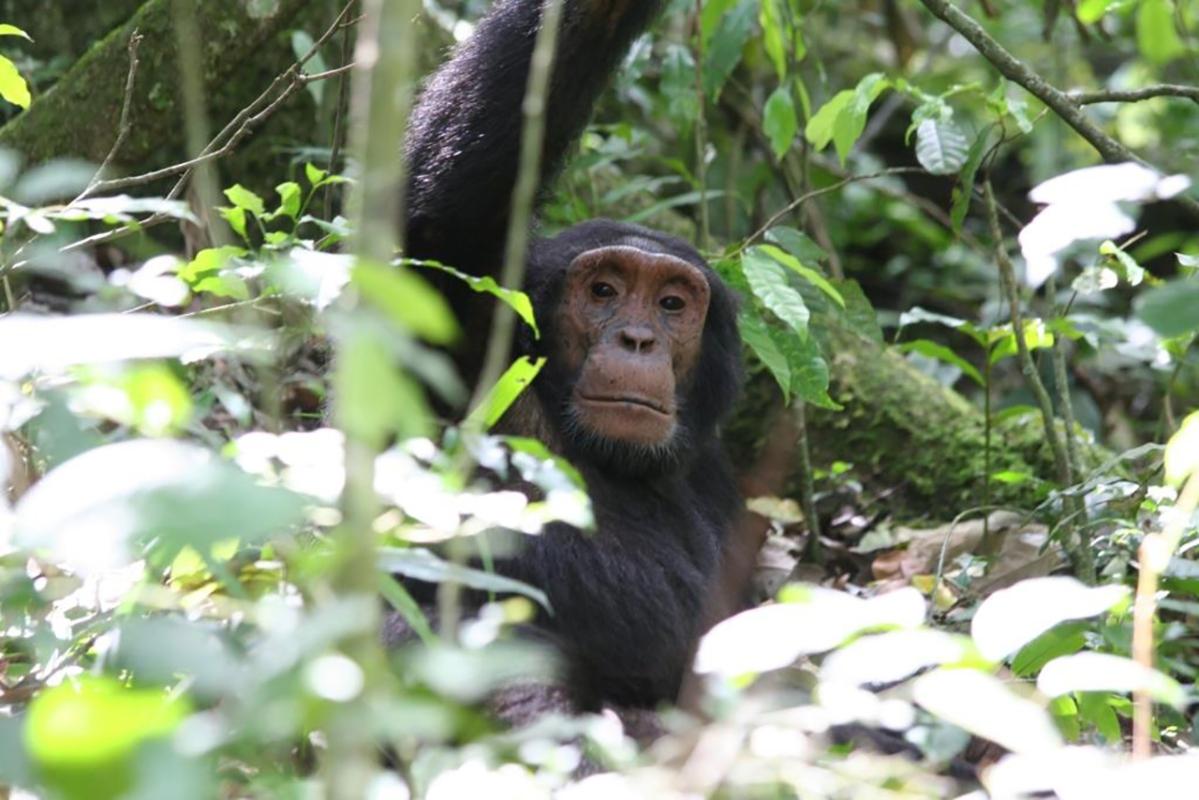 5 Days Kibale and Bwindi Primate Safari