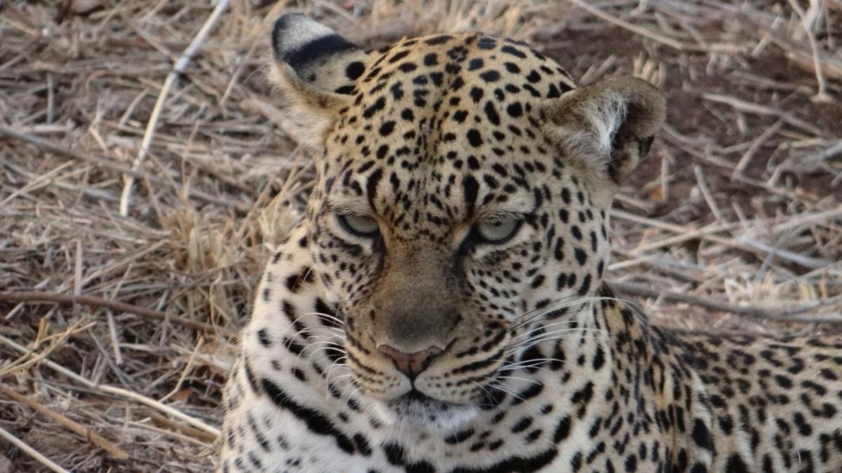12 Days Nairobi- Samburu- Ol Pejeta- Nakuru- Masai Mara- Naivasha- Amboseli and Tsavo Experience