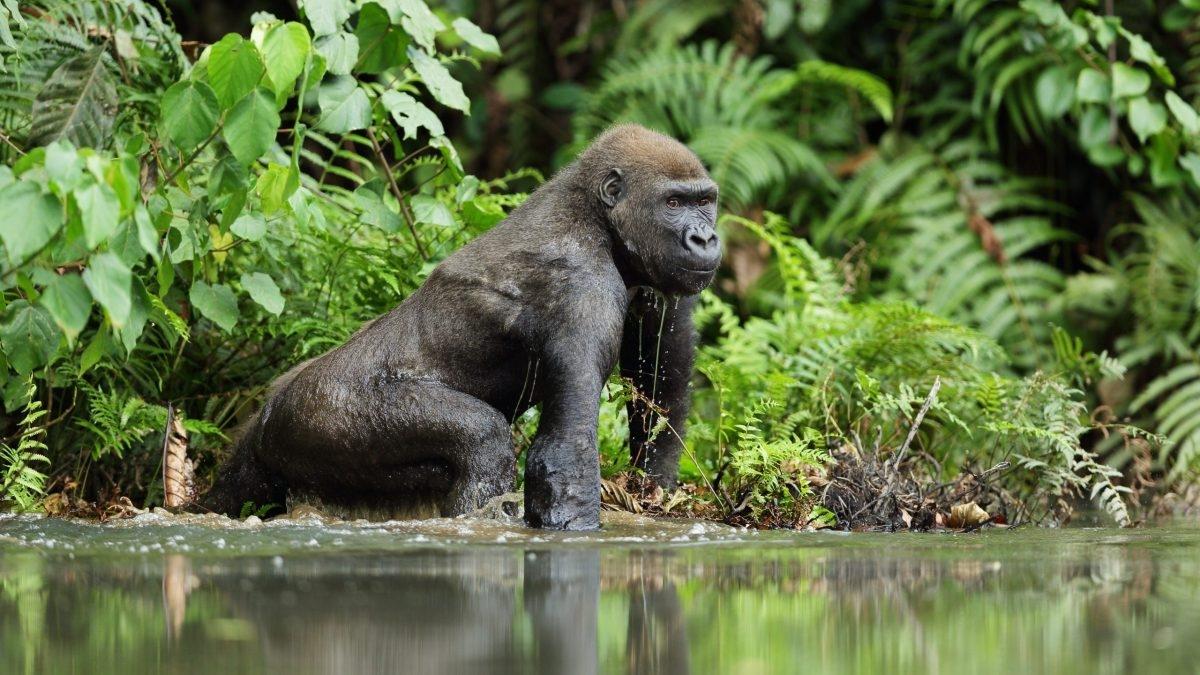 Gabon: Gorillas and More – 5 Days