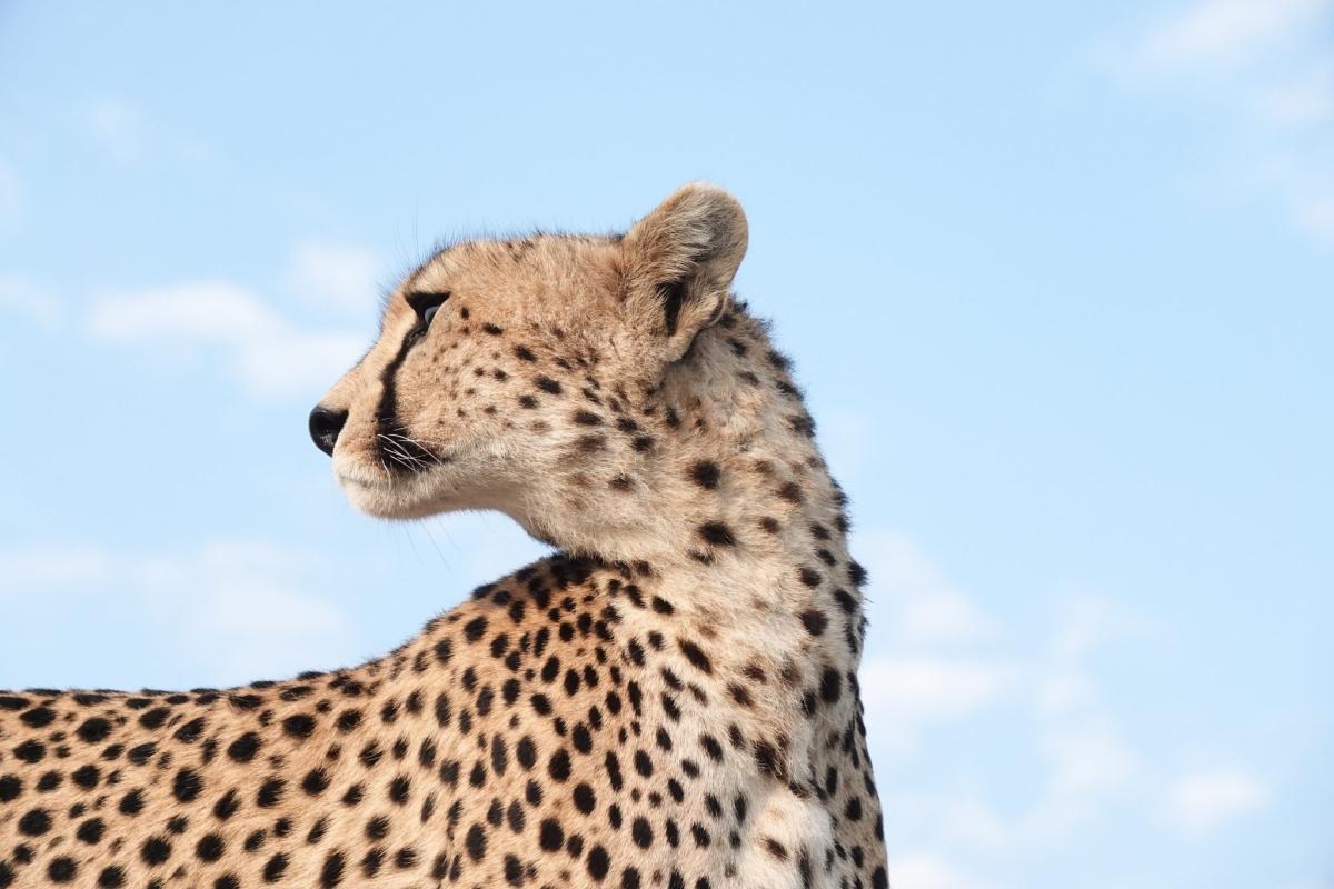 5-Day Scenic Mid-Range Group Safari Expedition 5-Day Scenic Mid-Range Group Safari Expedition