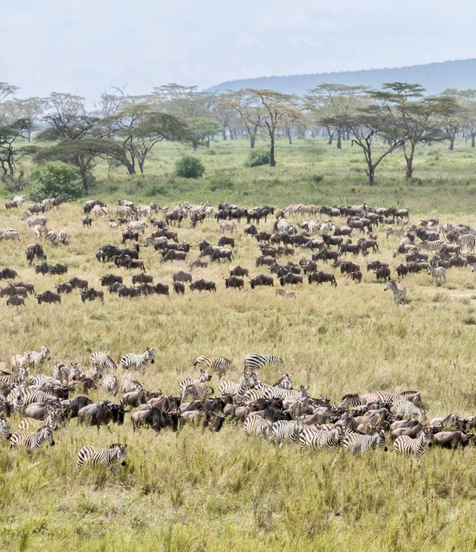 8 Days Kenya & Tanzania Combined Safari