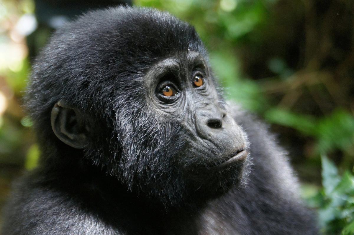 2 Days Mountain Gorilla Trekking in Rwanda