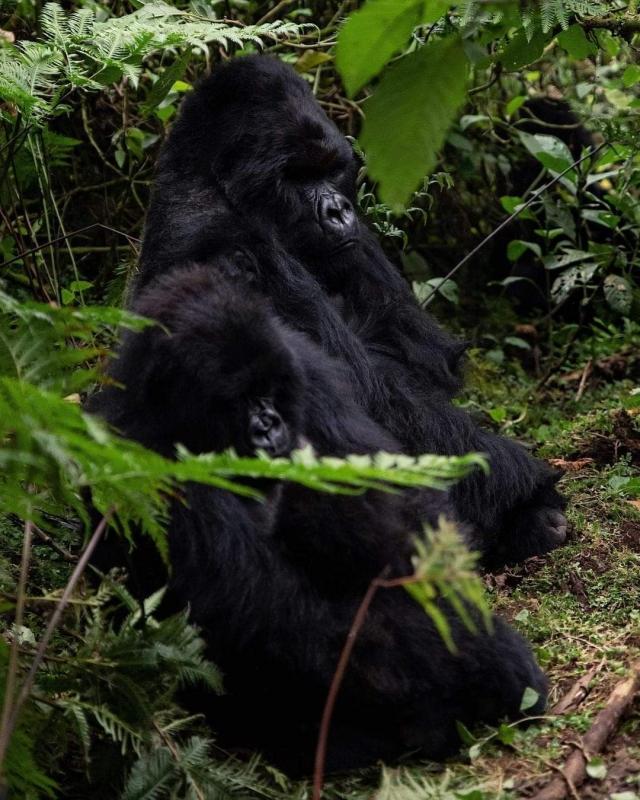 Uganda Ultimate Primates & Safari Experience – 10 Days of Exclusive Encounters