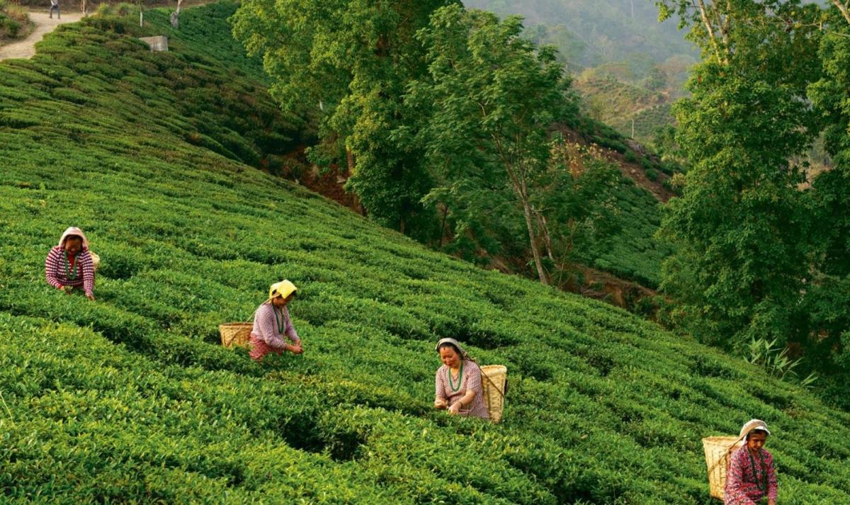 Eastern India Himalaya Darjeeling & Gangtok
