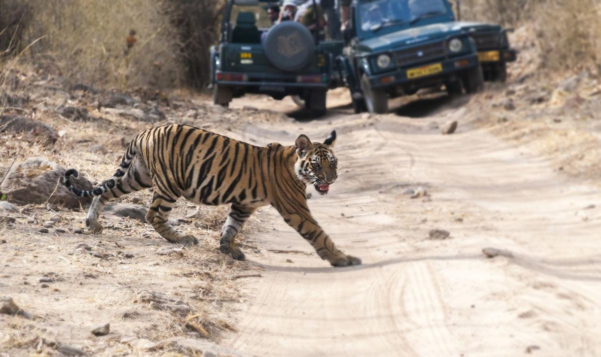 Luxury Rajasthan & Ranthambore Tiger Safari Experience