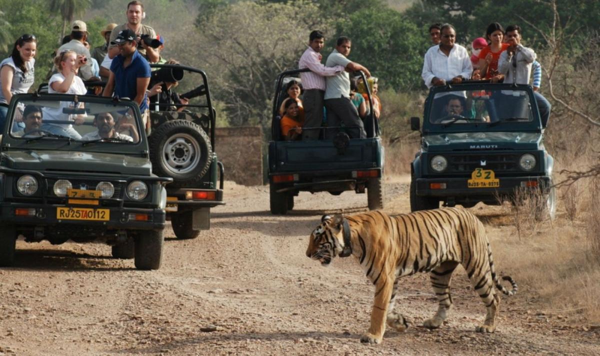 Bandhavgarh, Kanha Tiger Safari & Taj Experience