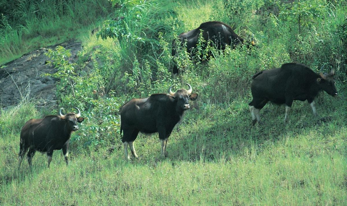 Southern India Heritage & Nagarhole Wildlife Tour