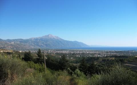 Mountain Musa