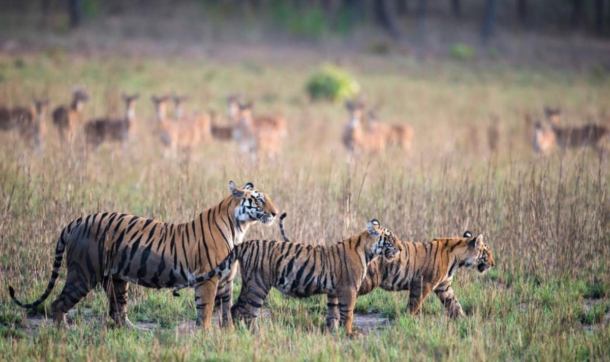 Rajasthan with Wildlife Tour
