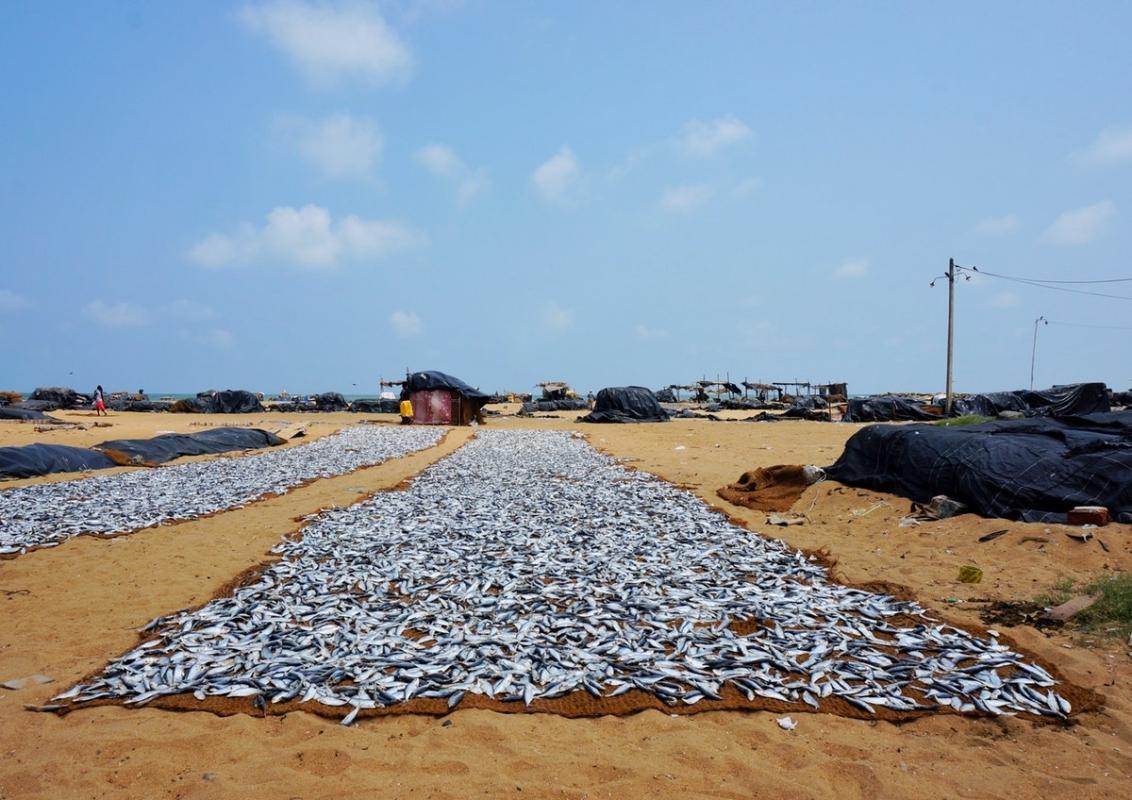 Explore Sri Lanka in Style – 7 Days