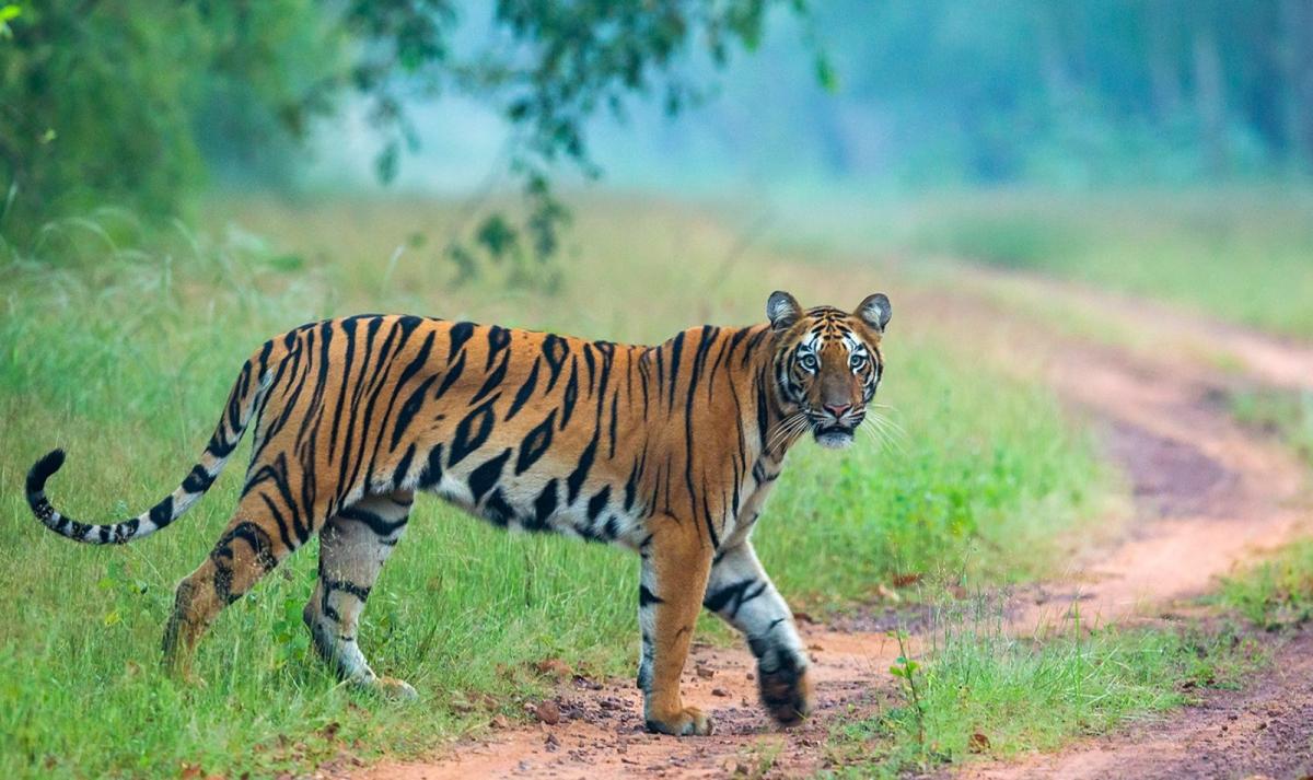 Central India Wildlife & Heritage Trail