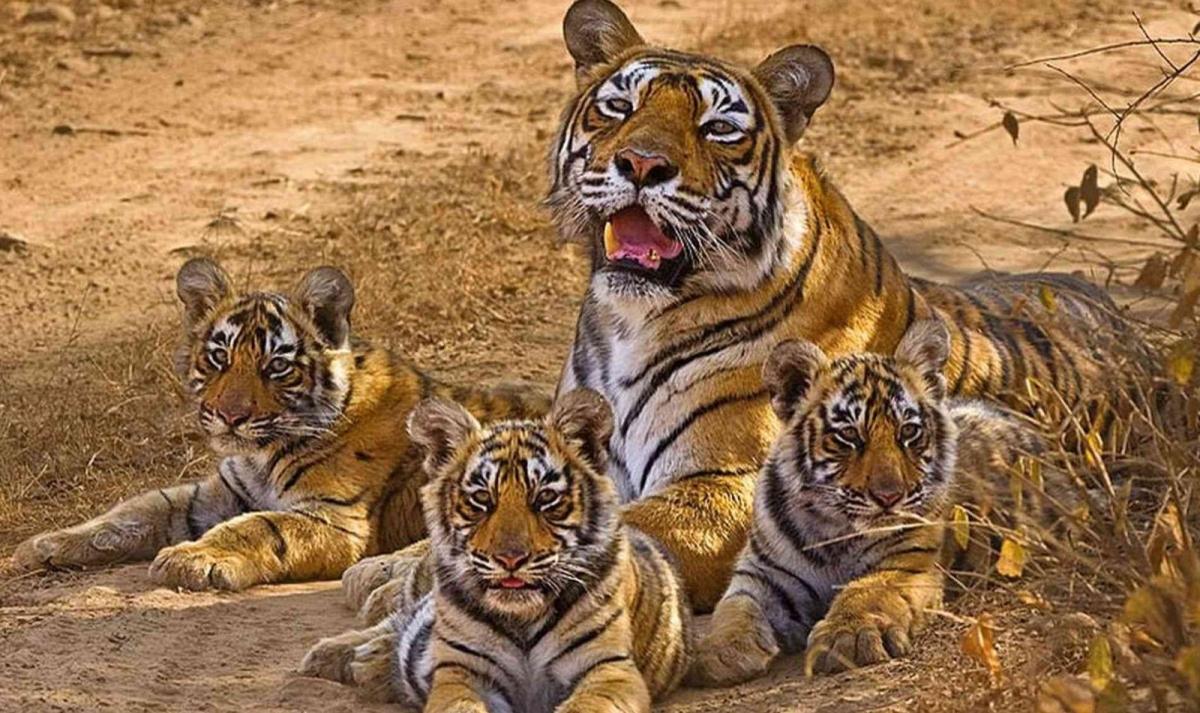 Northern India & Tiger Safari Trails