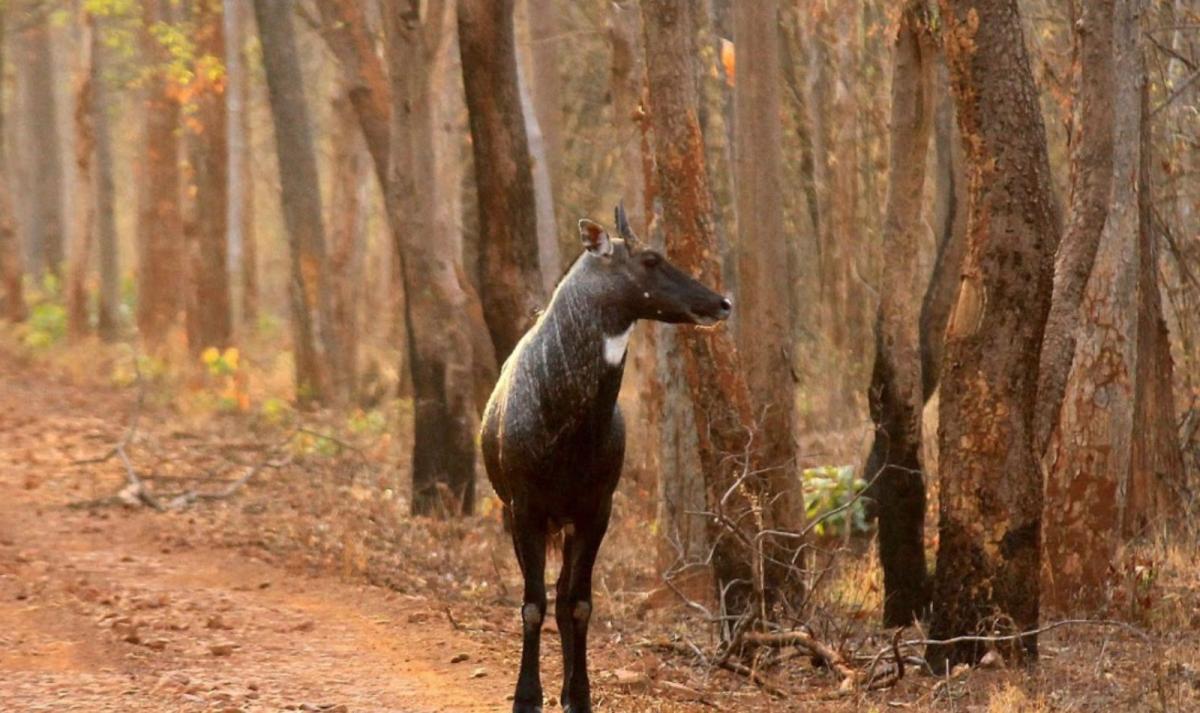 Pench Tiger Safari & Shimla Trails