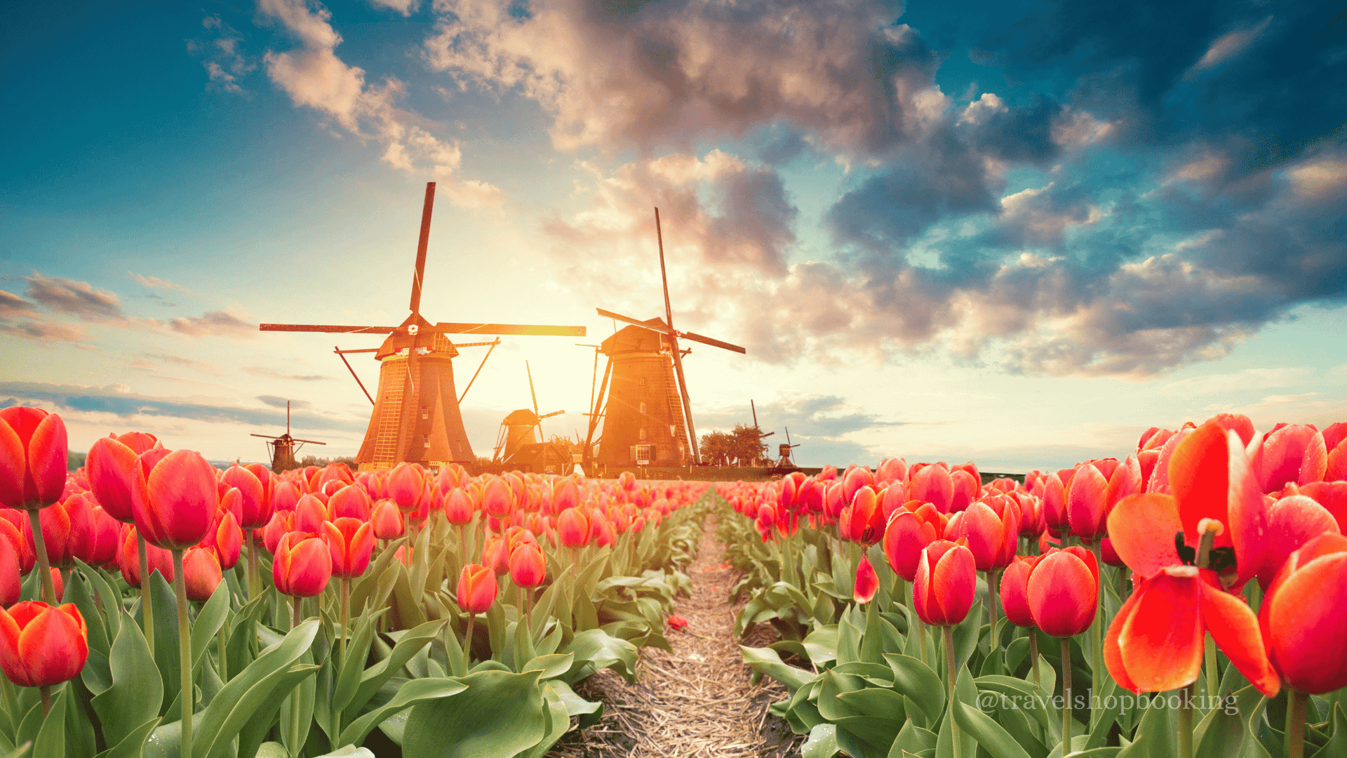 Best Time to Visit the Netherlands: A Complete Seasonal Travel Guide (2026)