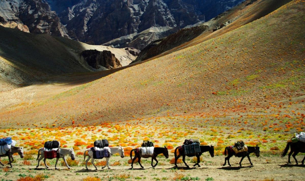 Leh & Ladakh Trails