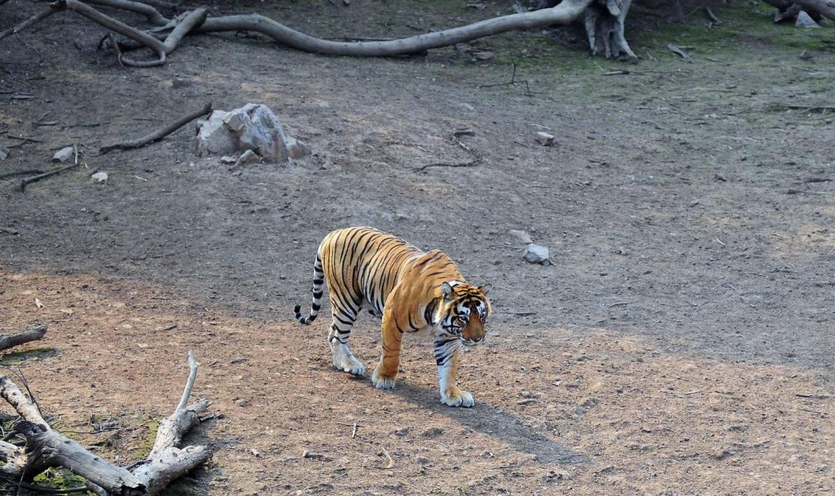 Rajasthan Heritage & Tiger Trails