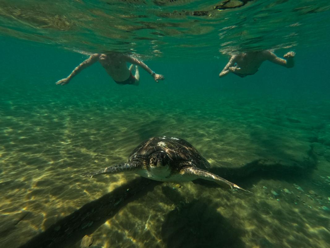Daily Dalyan Turtle Clinic, Mud Baths & İztuzu Beach Tour from Muğla