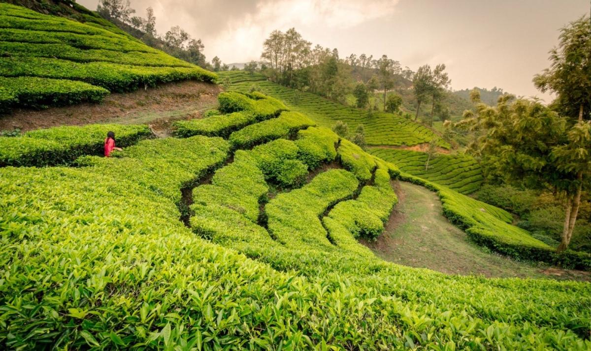 Kerala Backwaters & Coastal Adventure Trails
