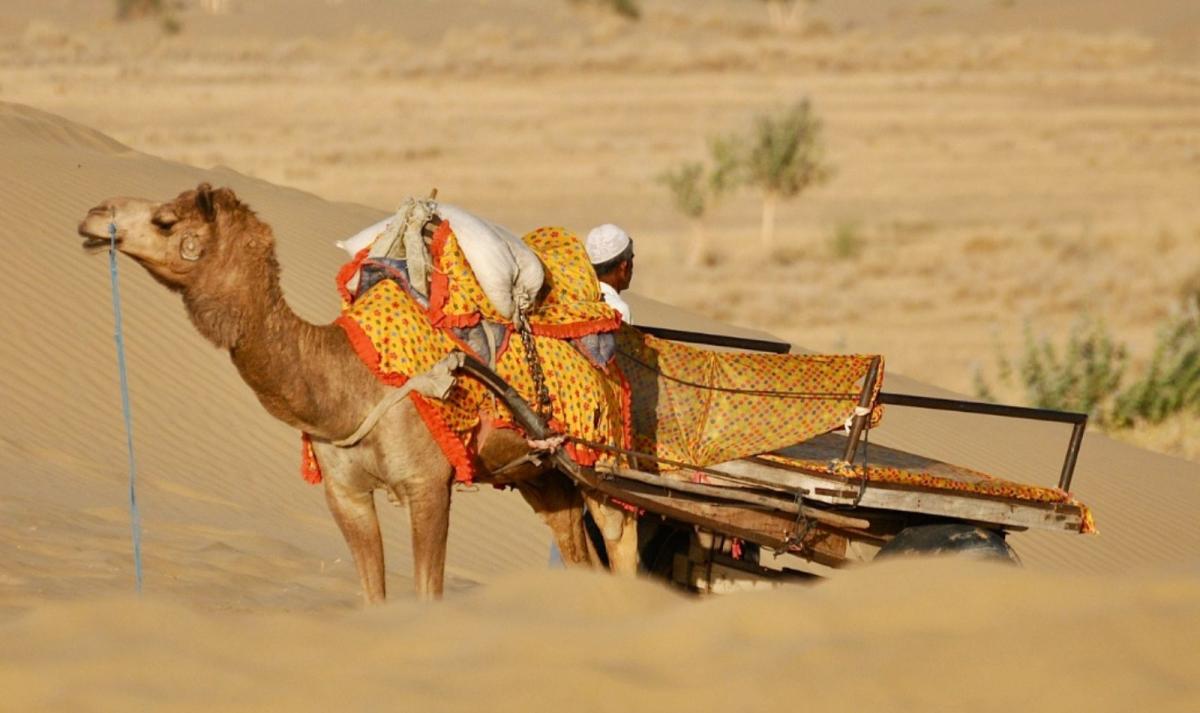 22-Day Rajasthan Heritage & Desert Safari: Delhi to Jaipur via Taj Mahal, Tigers & Royal Palaces