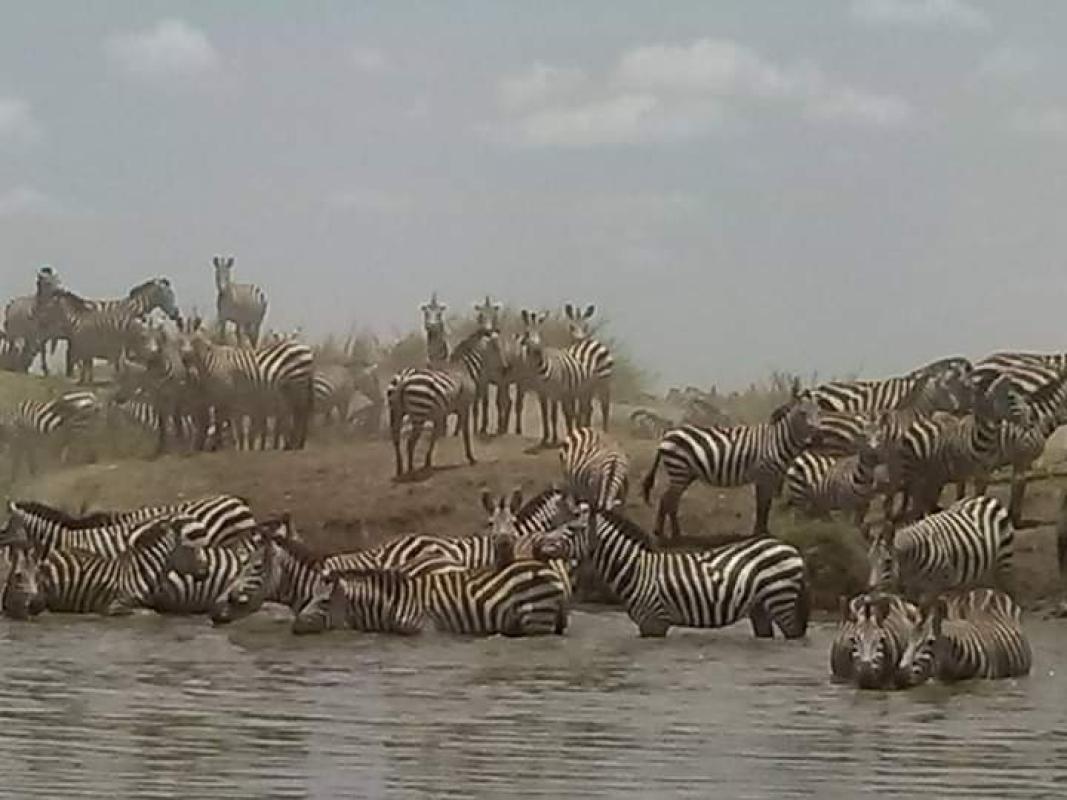 5 Camping Safari, Tarangire Ngorongoro and Serengeti