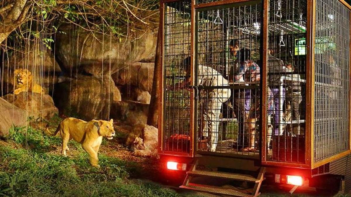 Bali Night Safari with Fire Show & Wildlife Encounter at Taman Safari