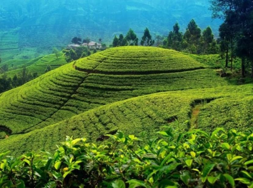 2 Day Kandy Tea Retreat Tour 4