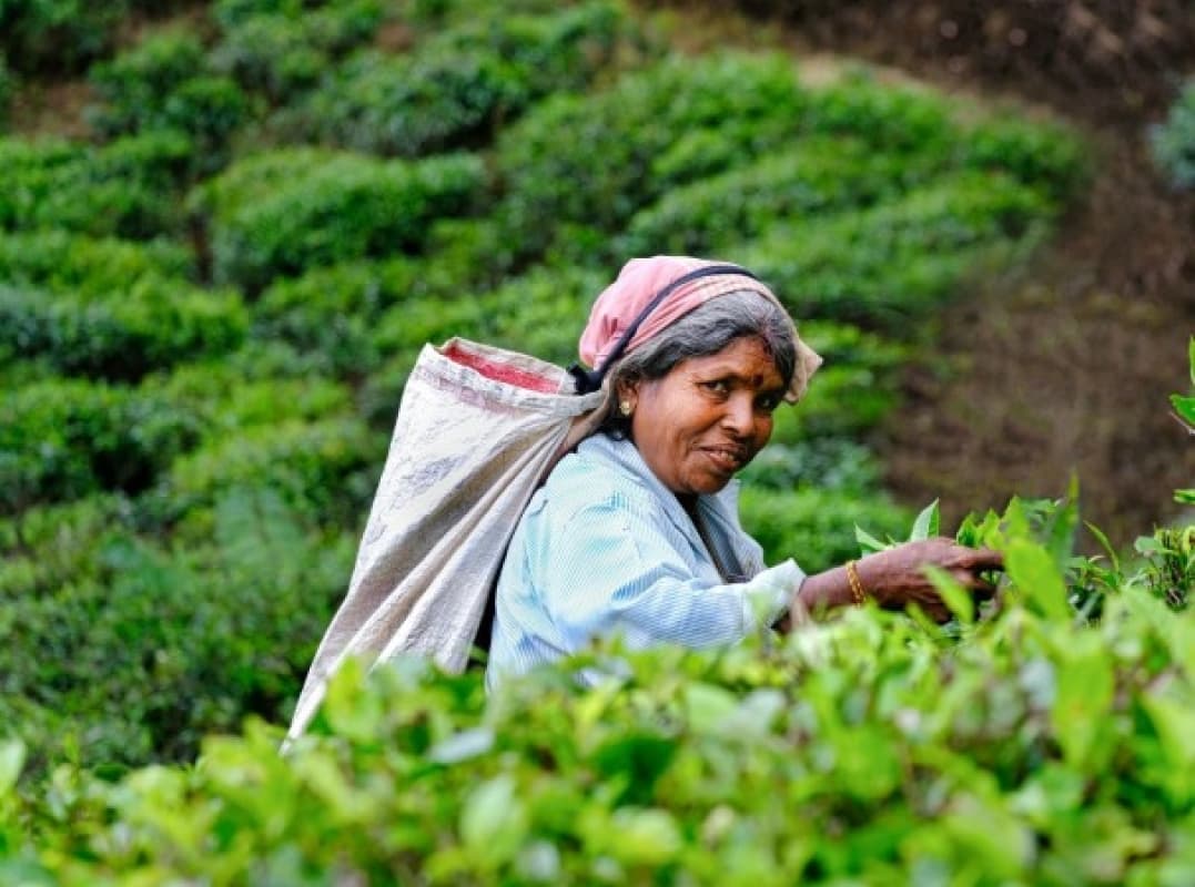2 Day Kandy Tea Retreat Tour 1
