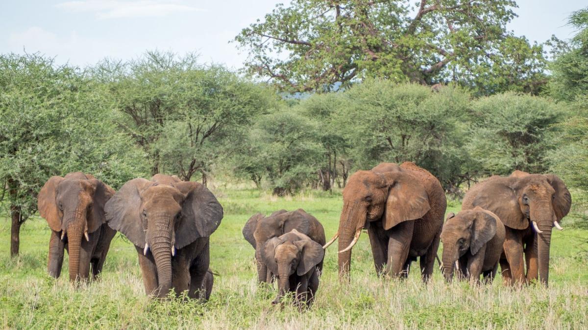3 Day Tanzania Group Camping Safari Tour: Tarangire, Ngorongoro Crater & Lake Manyara
