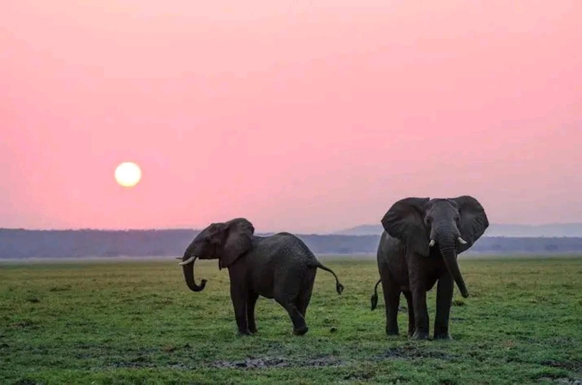 Full-Day Chobe Safari from Livingstone: River Cruise & 4x4 Game Drive