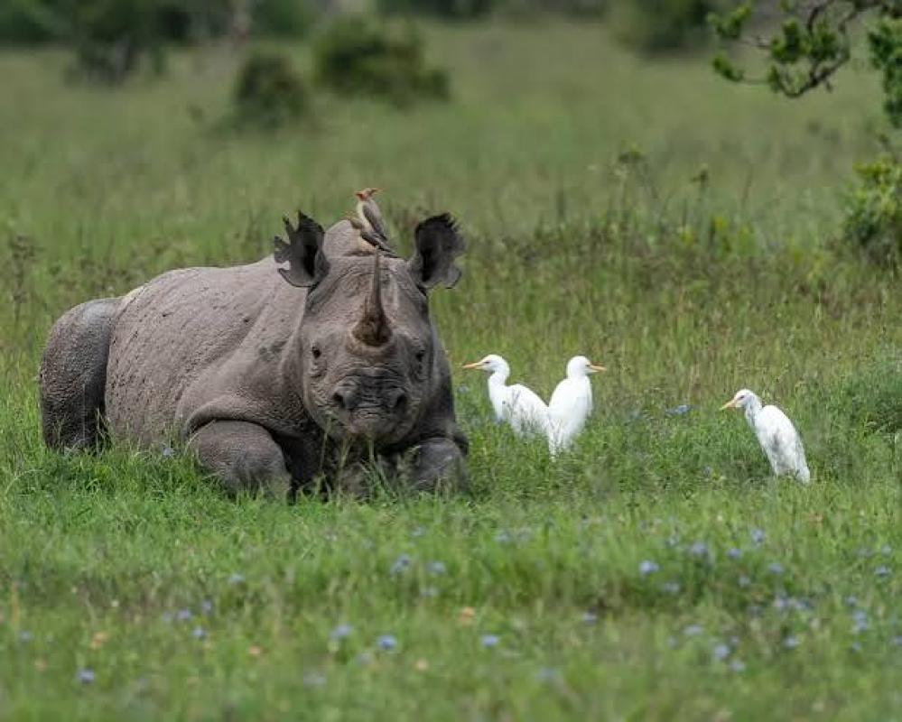 2 Days Lake Nakuru & Lake Naivasha Excursions