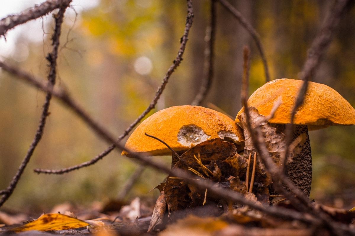 Lappish Forest Foraging & Open-Fire Mushroom Soup near Rovaniemi