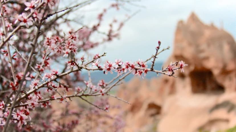 Daily Photo Safari Cappadocia Tour from Kayseri 3