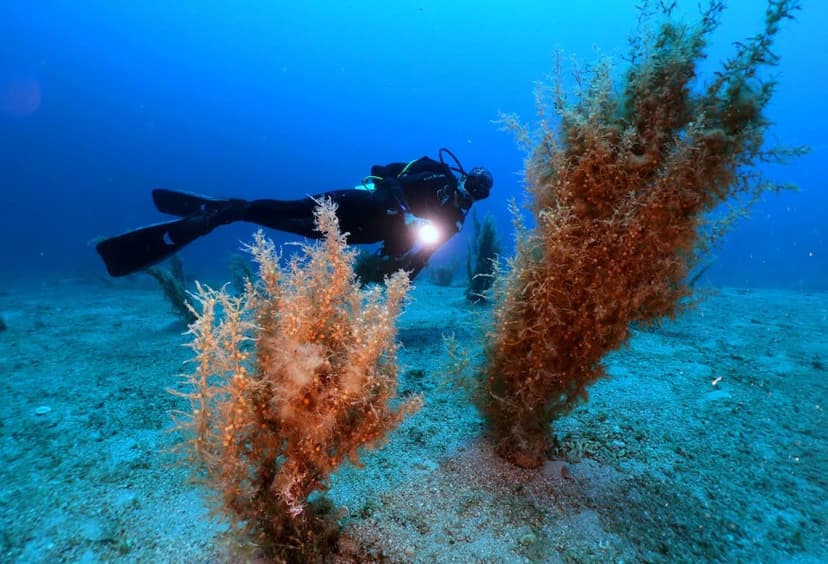 Daily Bodrum Scuba Diving Tour from Didim 3